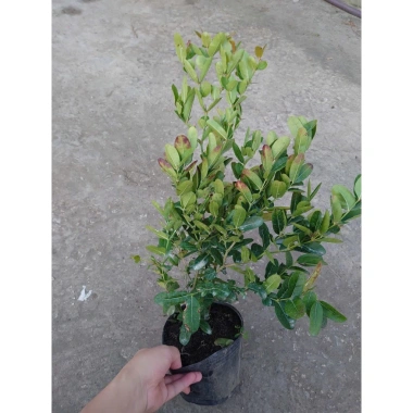 Cây siro 1 năm tuổi size lớn, quả ngọt làm nước uống - kèm chậu nhựa đen, chỉ 55.000 6