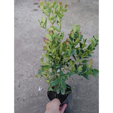 Cây siro 1 năm tuổi size lớn, quả ngọt làm nước uống - kèm chậu nhựa đen, chỉ 55.000 7