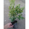 Cây siro 1 năm tuổi size lớn, quả ngọt làm nước uống - kèm chậu nhựa đen, chỉ 55.000 8