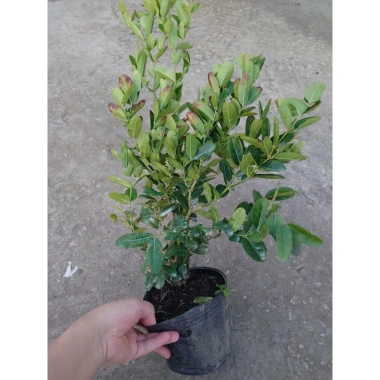 Cây siro 1 năm tuổi size lớn, quả ngọt làm nước uống - kèm chậu nhựa đen, chỉ 55.000 8