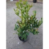 Cây siro 1 năm tuổi size lớn, quả ngọt làm nước uống - kèm chậu nhựa đen, chỉ 55.000 9