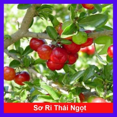 Cây sơ ri Thái ngọt siêu trái - Cây ăn quả 35k giảm từ 42.7k thu hoạch nhanh vị ngọt