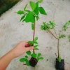 Cây sơ ri Thái ngọt siêu trái - Cây ăn quả 35k giảm từ 42.7k thu hoạch nhanh vị ngọt 2