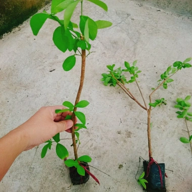 Cây sơ ri Thái ngọt siêu trái - Cây ăn quả 35k giảm từ 42.7k thu hoạch nhanh vị ngọt
