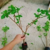 Cây sơ ri Thái ngọt siêu trái - Cây ăn quả 35k giảm từ 42.7k thu hoạch nhanh vị ngọt 5