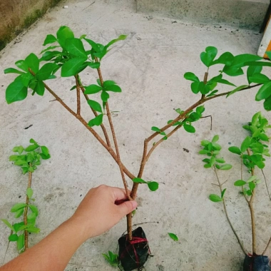 Cây sơ ri Thái ngọt siêu trái - Cây ăn quả 35k giảm từ 42.7k thu hoạch nhanh vị ngọt 5 Cây sơ ri Thái ngọt siêu trái - Cây ăn quả 35k giảm từ 42.7k thu hoạch nhanh vị ngọt 5