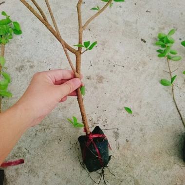 Cây sơ ri Thái ngọt siêu trái - Cây ăn quả 35k giảm từ 42.7k thu hoạch nhanh vị ngọt