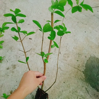 Cây sơ ri Thái ngọt siêu trái - Cây ăn quả 35k giảm từ 42.7k thu hoạch nhanh vị ngọt