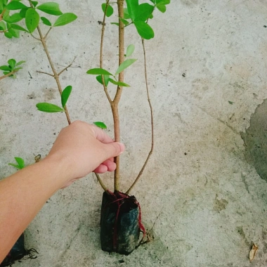 Cây sơ ri Thái ngọt siêu trái - Cây ăn quả 35k giảm từ 42.7k thu hoạch nhanh vị ngọt