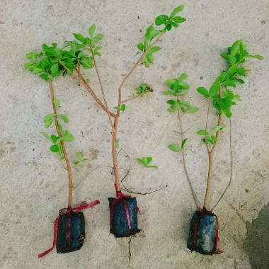 Cây sơ ri Thái ngọt siêu trái - Cây ăn quả 35k giảm từ 42.7k thu hoạch nhanh vị ngọt