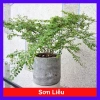 Cây Sơn Liễu - Cây cảnh sân vườn xanh mượt, giá ưu đãi 35.000đ, chỉ 43.050đ