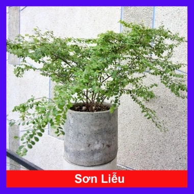 Cây Sơn Liễu - Cây cảnh sân vườn xanh mượt, giá ưu đãi 35.000đ, chỉ 43.050đ