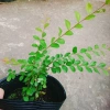 Cây Sơn Liễu - Cây cảnh sân vườn xanh mượt, giá ưu đãi 35.000đ, chỉ 43.050đ 2