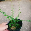 Cây Sơn Liễu - Cây cảnh sân vườn xanh mượt, giá ưu đãi 35.000đ, chỉ 43.050đ 3