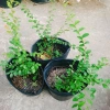 Cây Sơn Liễu - Cây cảnh sân vườn xanh mượt, giá ưu đãi 35.000đ, chỉ 43.050đ 5