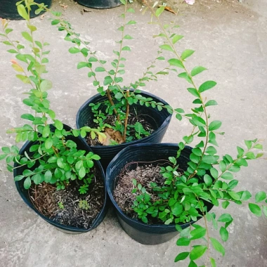 Cây Sơn Liễu - Cây cảnh sân vườn xanh mượt, giá ưu đãi 35.000đ, chỉ 43.050đ