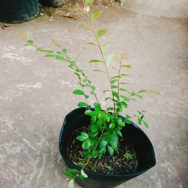 Cây Sơn Liễu - Cây cảnh sân vườn xanh mượt, giá ưu đãi 35.000đ, chỉ 43.050đ