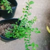 Cây Sơn Liễu - Cây cảnh sân vườn xanh mượt, giá ưu đãi 35.000đ, chỉ 43.050đ 7