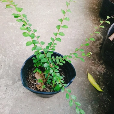 Cây Sơn Liễu - Cây cảnh sân vườn xanh mượt, giá ưu đãi 35.000đ, chỉ 43.050đ 8 Cây Sơn Liễu - Cây cảnh sân vườn xanh mượt, giá ưu đãi 35.000đ, chỉ 43.050đ 8