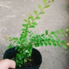 Cây Sơn Liễu - Cây cảnh sân vườn xanh mượt, giá ưu đãi 35.000đ, chỉ 43.050đ 9