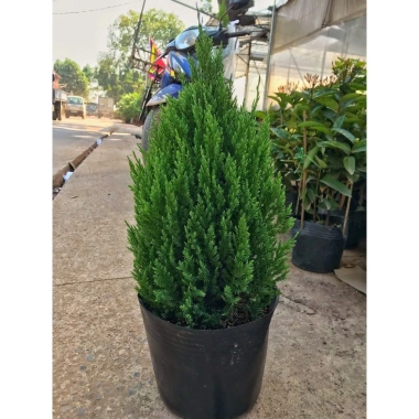 Cây Sơn Tùng H35‑40cm - Trang Trí Noel Ngoài Trời, Sân Vườn, Ban Công - Giá 30.000đ