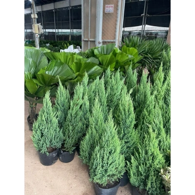 Cây Sơn Tùng H35‑40cm - Trang Trí Noel Ngoài Trời, Sân Vườn, Ban Công - Giá 30.000đ