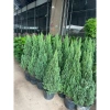 Cây Sơn Tùng H35‑40cm - Trang Trí Noel Ngoài Trời, Sân Vườn, Ban Công - Giá 30.000đ 5