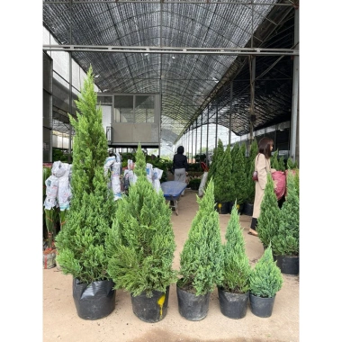 Cây Sơn Tùng H35‑40cm - Trang Trí Noel Ngoài Trời, Sân Vườn, Ban Công - Giá 30.000đ