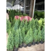 Cây Sơn Tùng H35‑40cm - Trang Trí Noel Ngoài Trời, Sân Vườn, Ban Công - Giá 30.000đ 8