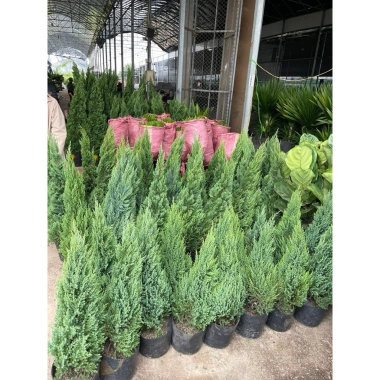 Cây Sơn Tùng H35‑40cm - Trang Trí Noel Ngoài Trời, Sân Vườn, Ban Công - Giá 30.000đ