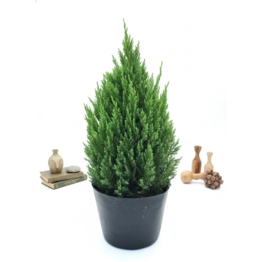Cây Sơn Tùng H35‑40cm - Trang Trí Noel Ngoài Trời, Sân Vườn, Ban Công - Giá 30.000đ 10 Cây Sơn Tùng H35‑40cm - Trang Trí Noel Ngoài Trời, Sân Vườn, Ban Công - Giá 30.000đ 10