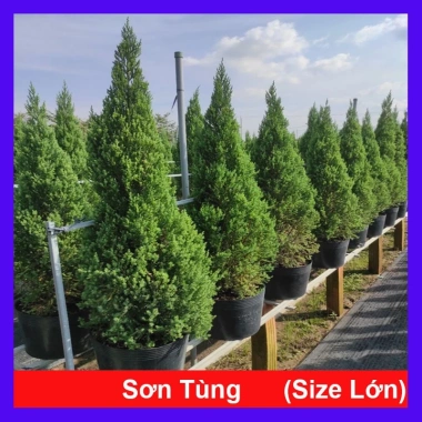 Cây Sơn Tùng size lớn 70-100cm - Trang trí Noel, giao như video, chỉ 95.000₫