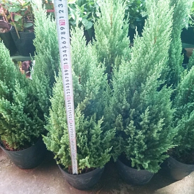 Cây Sơn Tùng size lớn 70-100cm - Trang trí Noel, giao như video, chỉ 95.000₫