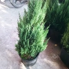 Cây Sơn Tùng size lớn 70-100cm - Trang trí Noel, giao như video, chỉ 95.000₫ 4