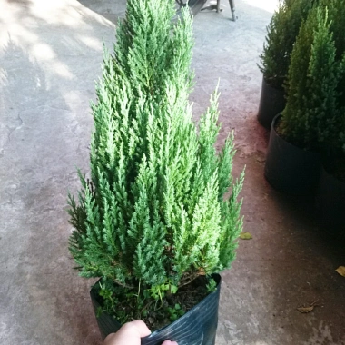 Cây Sơn Tùng size lớn 70-100cm - Trang trí Noel, giao như video, chỉ 95.000₫