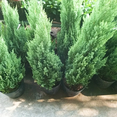 Cây Sơn Tùng size lớn 70-100cm - Trang trí Noel, giao như video, chỉ 95.000₫