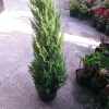 Cây Sơn Tùng size lớn 70-100cm - Trang trí Noel, giao như video, chỉ 95.000₫ 9