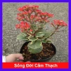 Cây Sống Đời Cẩm Thạch - Cây cảnh để bàn Giá 65.000đ, giảm từ 79.950đ, tạo không gian xanh tươi mát