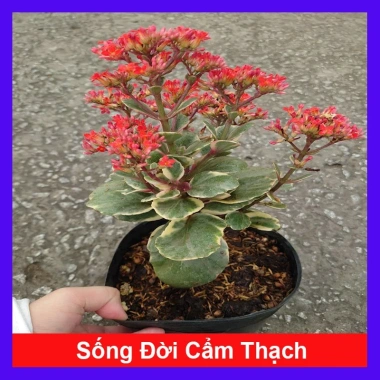 Cây Sống Đời Cẩm Thạch - Cây cảnh để bàn Giá 65.000đ, giảm từ 79.950đ, tạo không gian xanh tươi mát