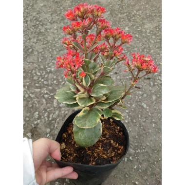 Cây Sống Đời Cẩm Thạch - Cây cảnh để bàn Giá 65.000đ, giảm từ 79.950đ, tạo không gian xanh tươi mát