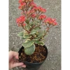 Cây Sống Đời Cẩm Thạch - Cây cảnh để bàn Giá 65.000đ, giảm từ 79.950đ, tạo không gian xanh tươi mát 3