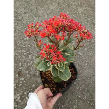 Cây Sống Đời Cẩm Thạch - Cây cảnh để bàn Giá 65.000đ, giảm từ 79.950đ, tạo không gian xanh tươi mát