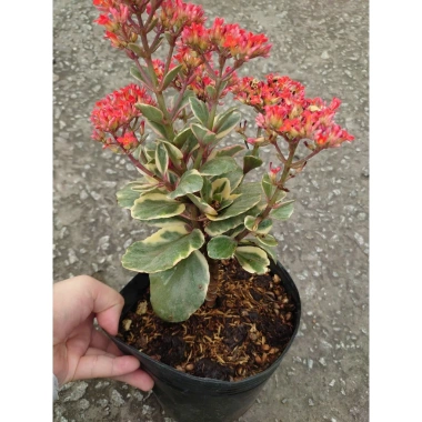 Cây Sống Đời Cẩm Thạch - Cây cảnh để bàn Giá 65.000đ, giảm từ 79.950đ, tạo không gian xanh tươi mát