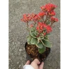 Cây Sống Đời Cẩm Thạch - Cây cảnh để bàn Giá 65.000đ, giảm từ 79.950đ, tạo không gian xanh tươi mát 7