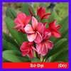 Cây Sứ Đại Đỏ Ấn Độ - Cây Cảnh Đẹp, Giá Khuyến Mãi 86.000 VND, Giảm 17%