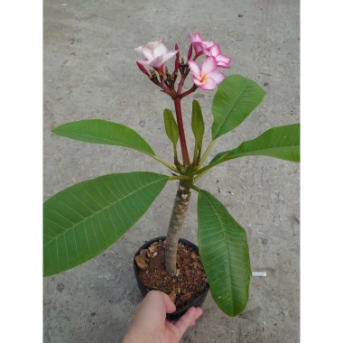 Cây Sứ Đại Đỏ Ấn Độ - Cây Cảnh Đẹp, Giá Khuyến Mãi 86.000 VND, Giảm 17% 2