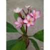Cây Sứ Đại Đỏ Ấn Độ - Cây Cảnh Đẹp, Giá Khuyến Mãi 86.000 VND, Giảm 17% 3