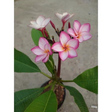 Cây Sứ Đại Đỏ Ấn Độ - Cây Cảnh Đẹp, Giá Khuyến Mãi 86.000 VND, Giảm 17% 3