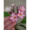 Cây Sứ Đại Đỏ Ấn Độ - Cây Cảnh Đẹp, Giá Khuyến Mãi 86.000 VND, Giảm 17% 4