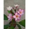 Cây Sứ Đại Đỏ Ấn Độ - Cây Cảnh Đẹp, Giá Khuyến Mãi 86.000 VND, Giảm 17% 5